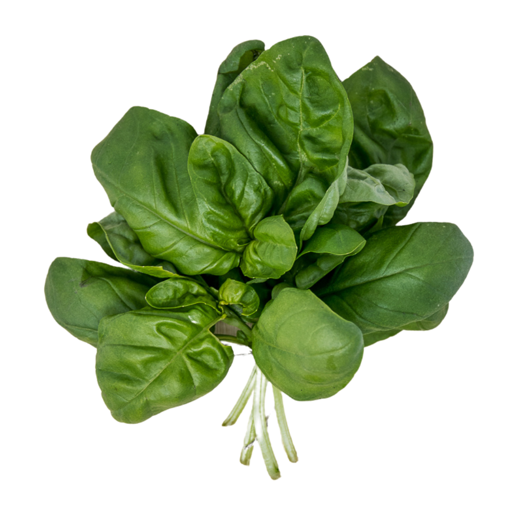 Basil
