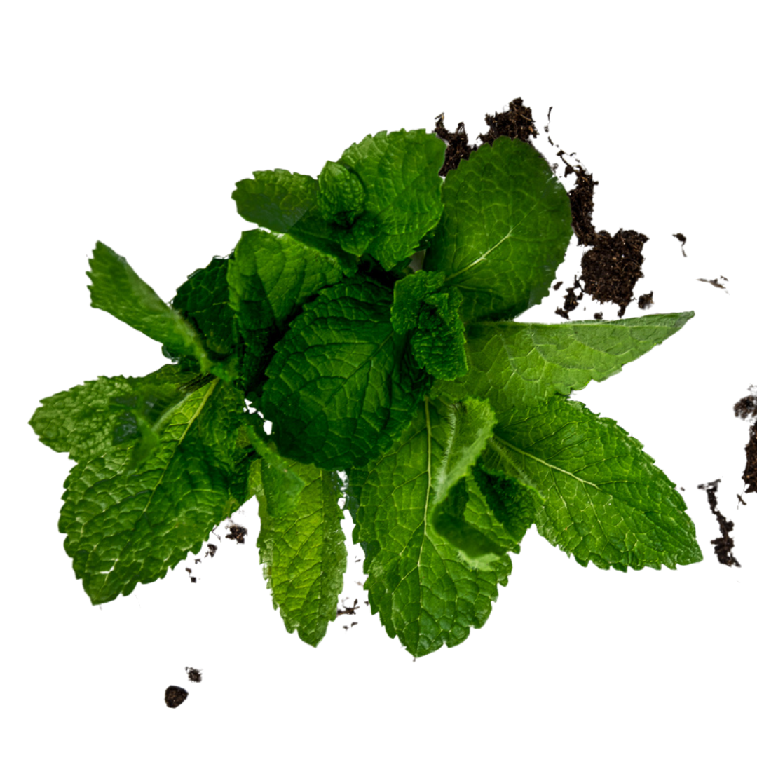 Mint