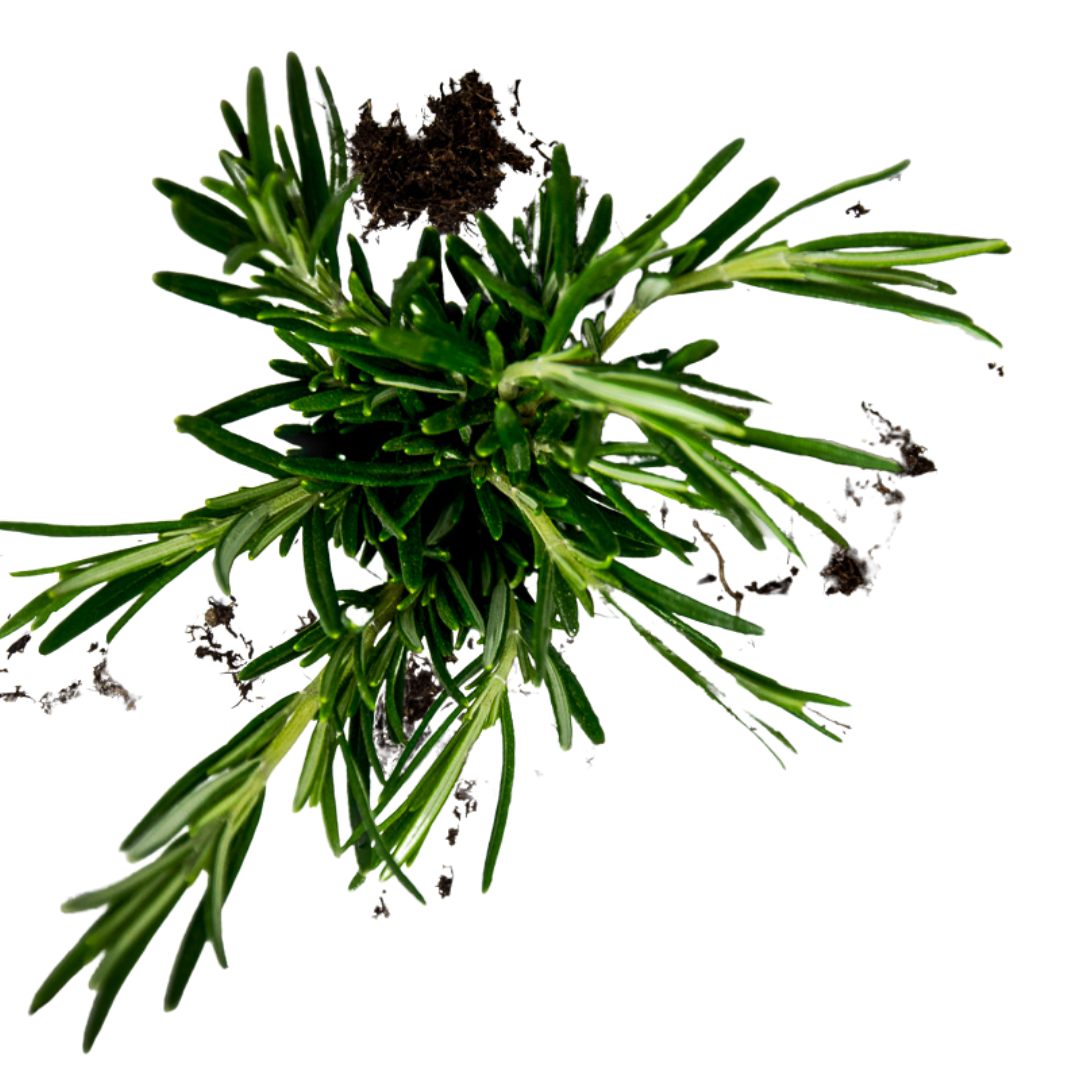 Rosemary