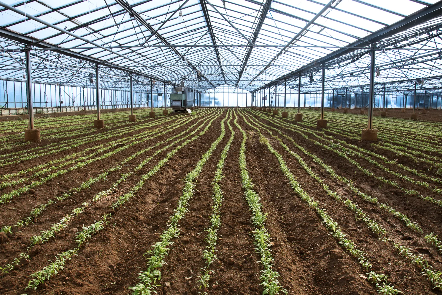 Rows of herbs growing in a greenhouse