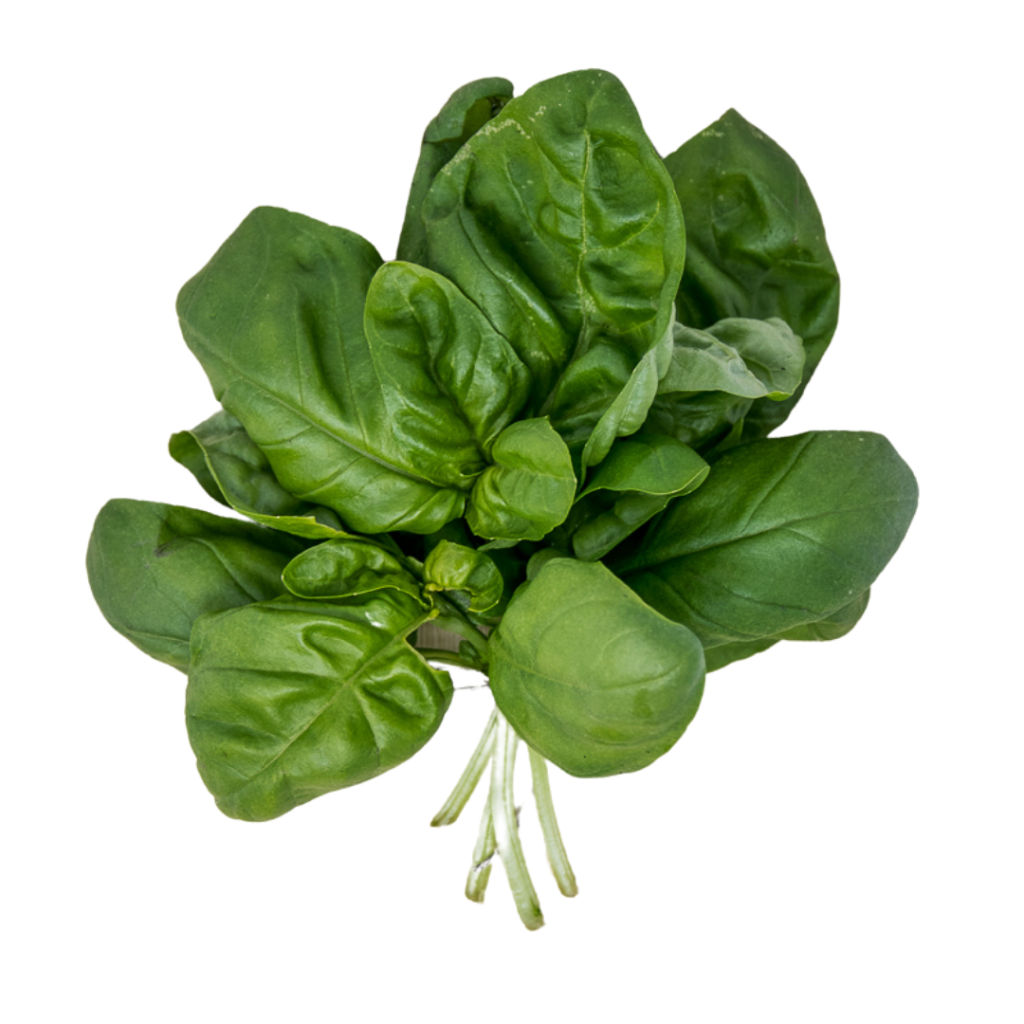 Basilico