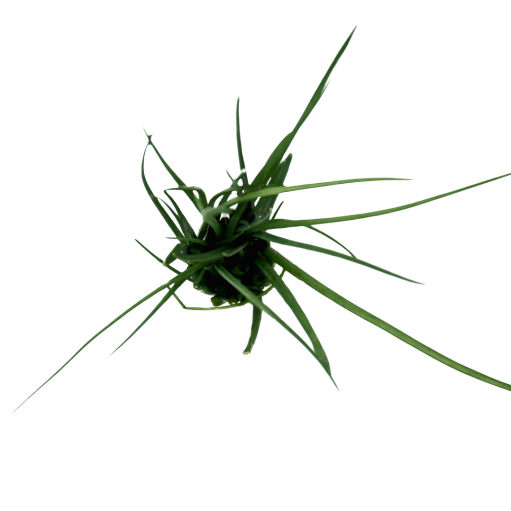 Chives