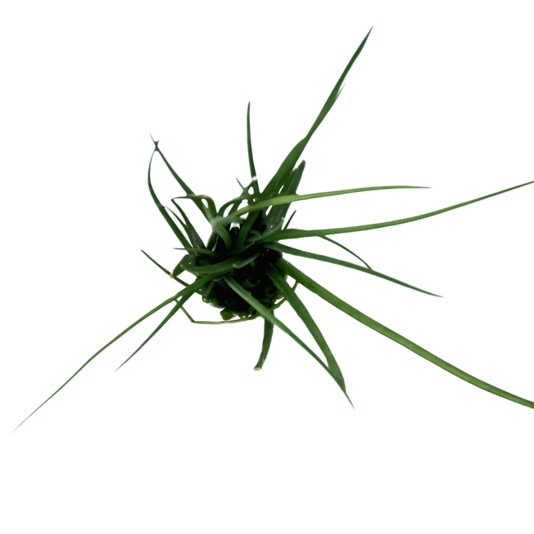 Erba Cipollina