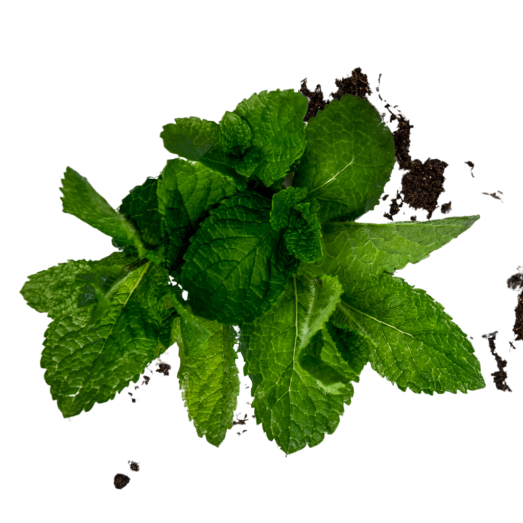 Menta