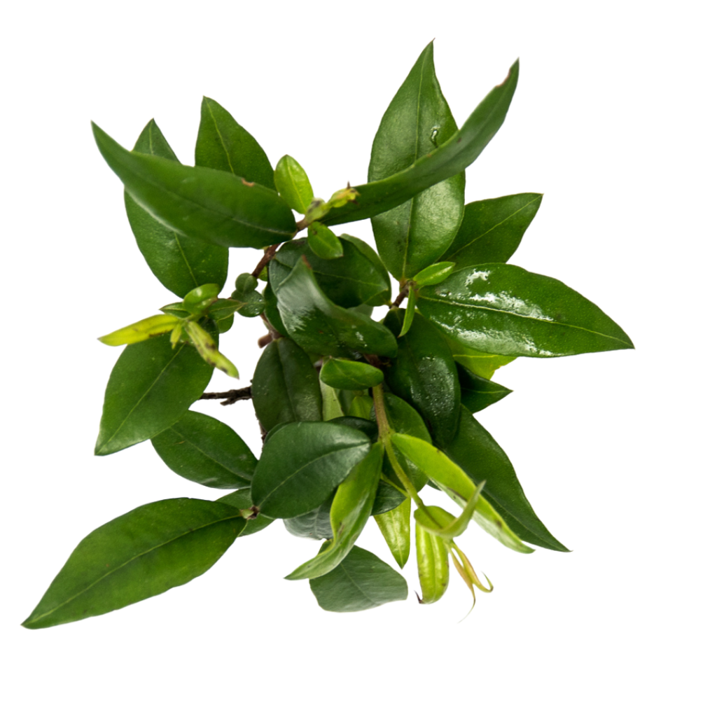 Mirto