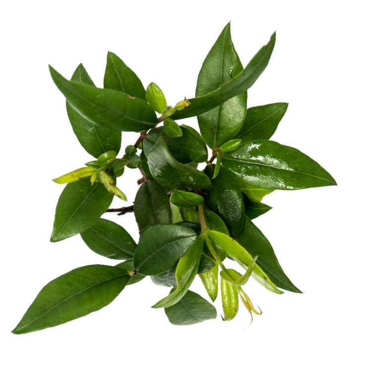 Mirto