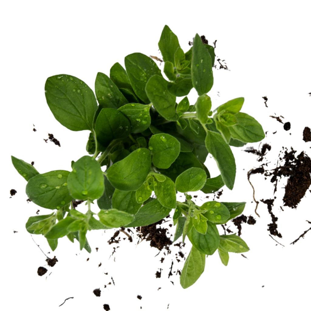 Origano