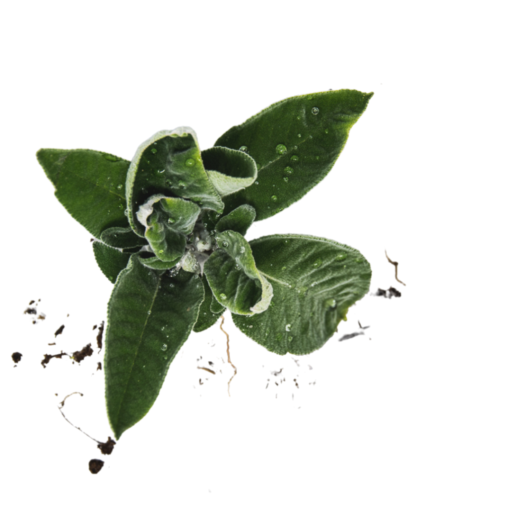 Salvia